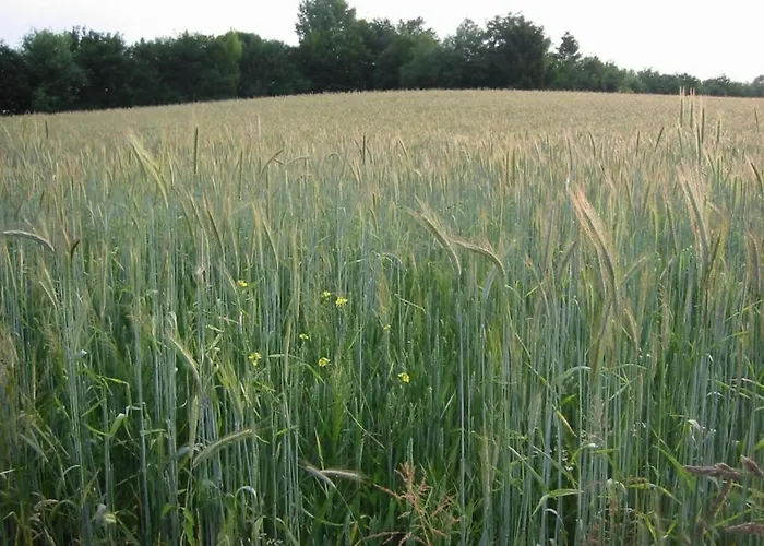 In Near Bemelerberg Reserve Bemelen